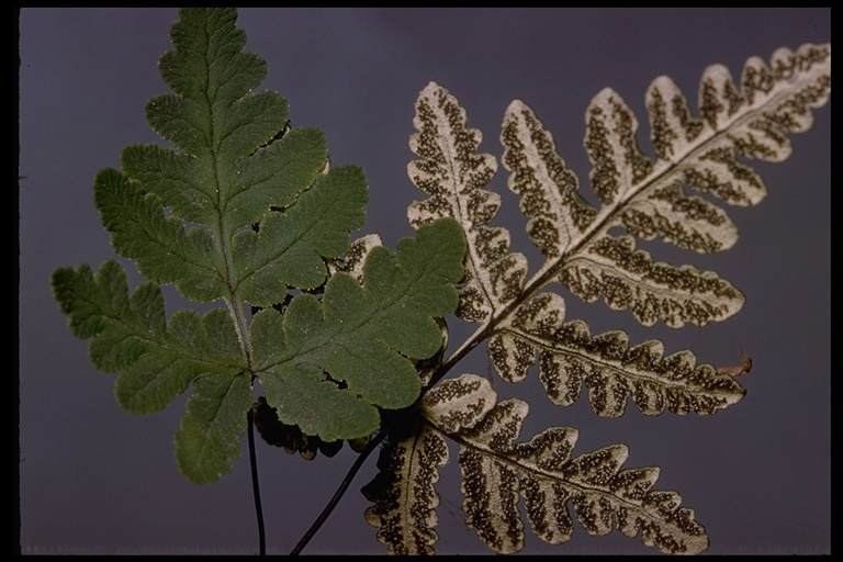 Image of goldback fern