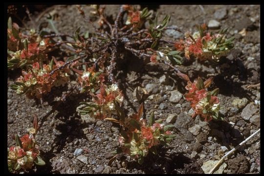 Image of <i>Polygonum newberryi</i>