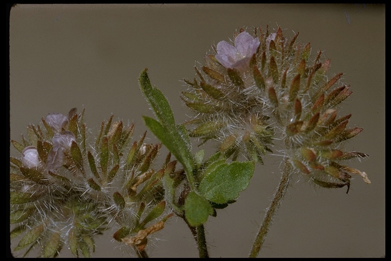 Image of hiddenflower phacelia