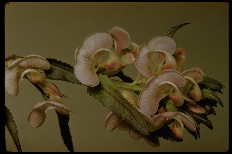 Imagem de Pedicularis racemosa Dougl. ex Hook.