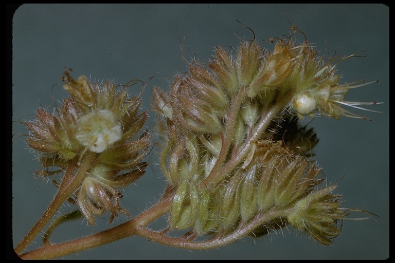 Image of compact phacelia