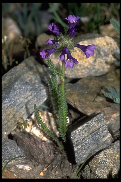 Image of sticky polemonium