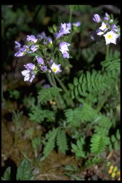 Слика од Polemonium pulcherrimum Hook.