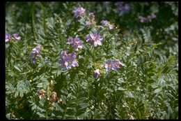 Слика од Polemonium pulcherrimum Hook.