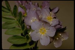 Слика од Polemonium californicum Eastw.