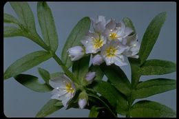 Слика од Polemonium californicum Eastw.