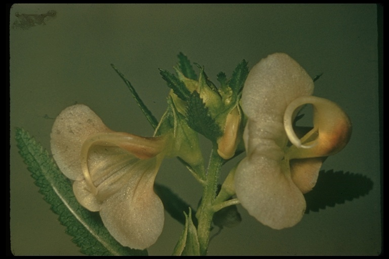 Image of sickletop lousewort