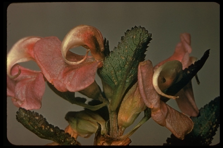 Image of sickletop lousewort