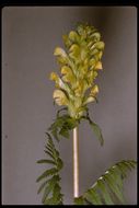 Imagem de Pedicularis bracteosa Benth.