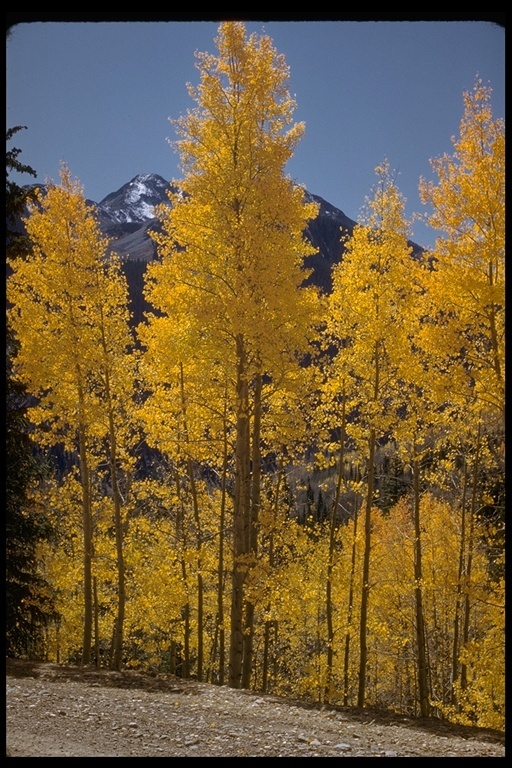 Image of quaking aspen