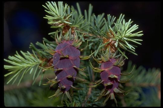 Pseudotsuga menziesii var. glauca (Beissn.) Franco的圖片