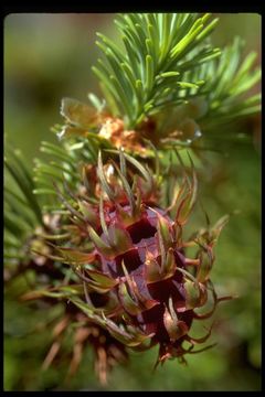 Image of Mexican Douglas-fir