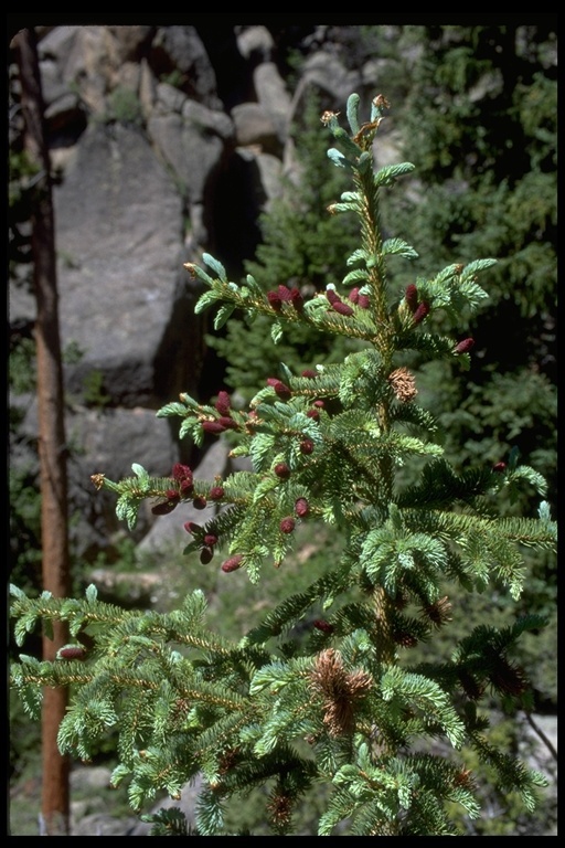 Imagem de Picea engelmannii Parry ex Engelm.