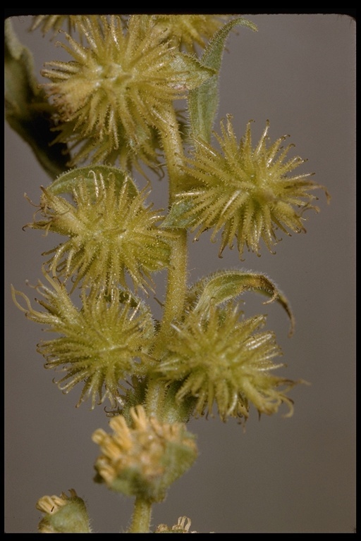 Image of Ambrosia-leaf Bursage