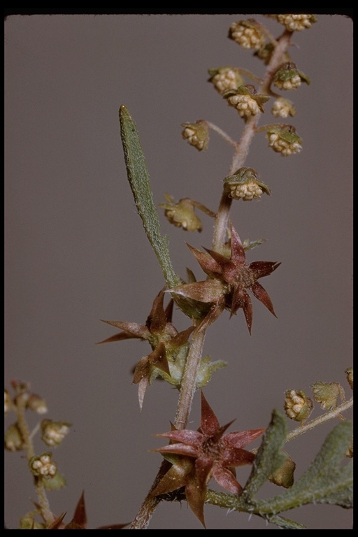 Image of flatspine bur ragweed