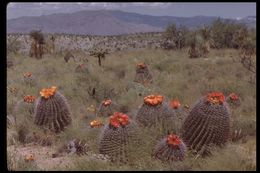 Image de Ferocactus wislizeni (Engelm.) Britton & Rose