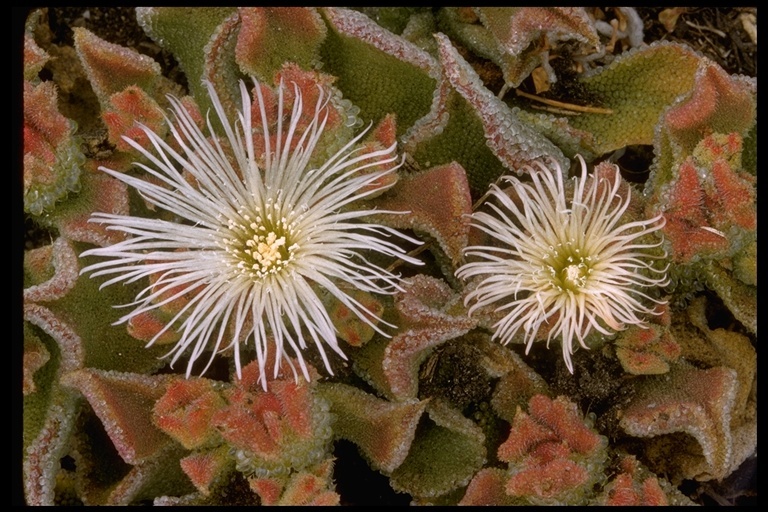 Слика од Mesembryanthemum crystallinum L.