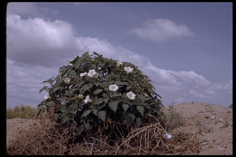 Imagem de Datura wrightii Hort. ex Regel