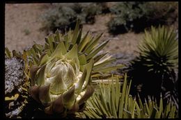 Image of Joshua tree