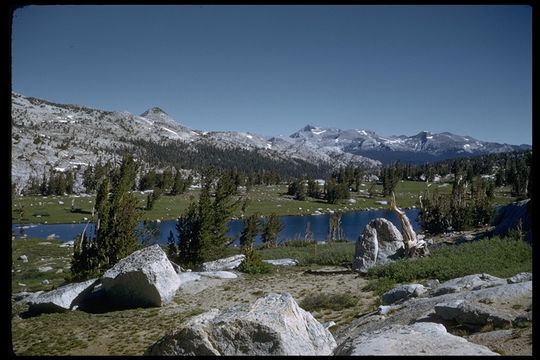 Image of whitebark pine