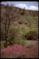 Plancia ëd Cercis canadensis var. texensis (S. Watson) M. Hopkins