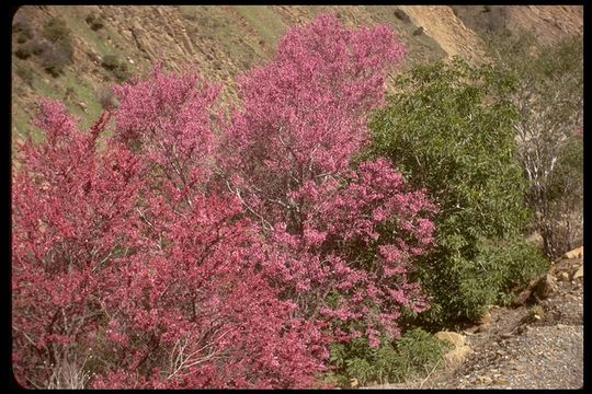 Plancia ëd Cercis canadensis var. texensis (S. Watson) M. Hopkins