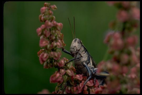 Слика од Melanoplus bivittatus (Say 1825)