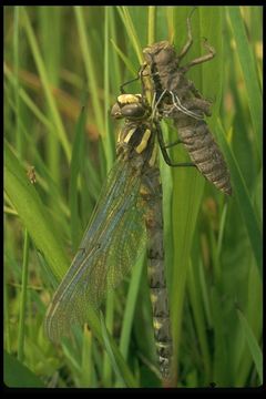 Image of Pacific Spiketail