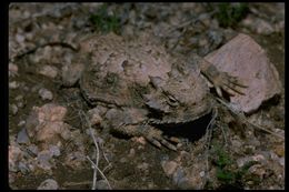 Image of Desert Horned Lizard