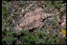 Image of Desert Horned Lizard