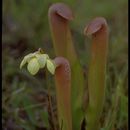 Sivun Sarracenia minor Walt. kuva