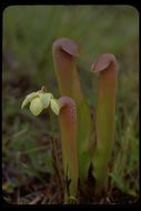 Image of Hooded Pitcherplant