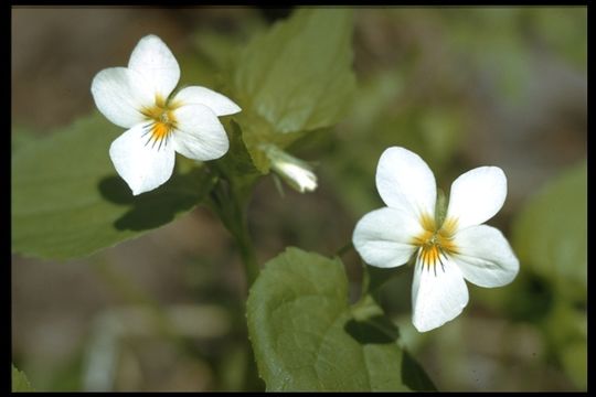 Imagem de Viola canadensis L.