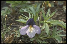 Image of birdfoot violet