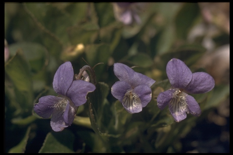 Image of Early Blue (Hook) Violet