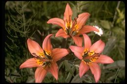 Lilium philadelphicum L. resmi