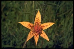 Lilium canadense L. resmi