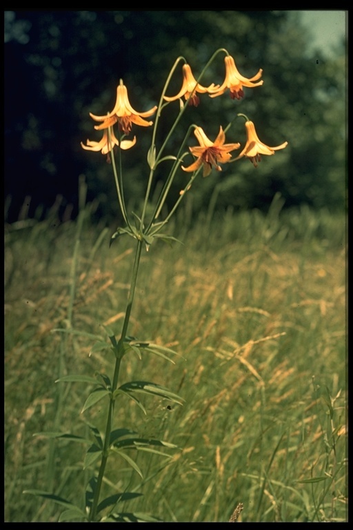 Lilium canadense L. resmi