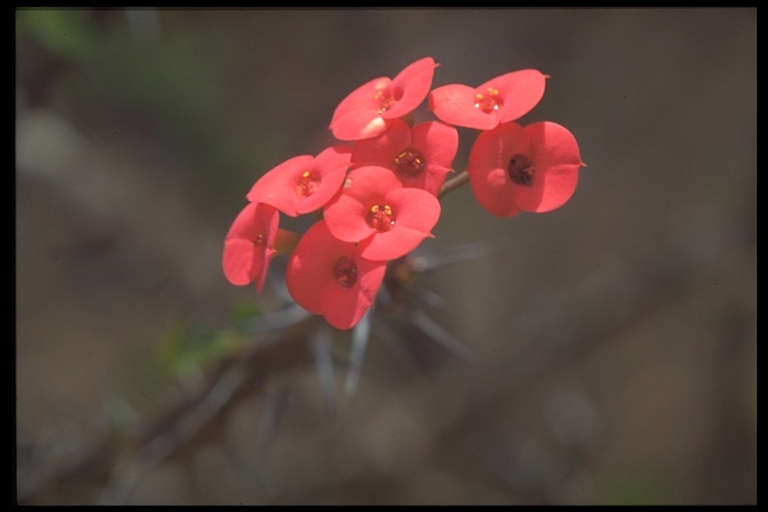 Image of Christ plant