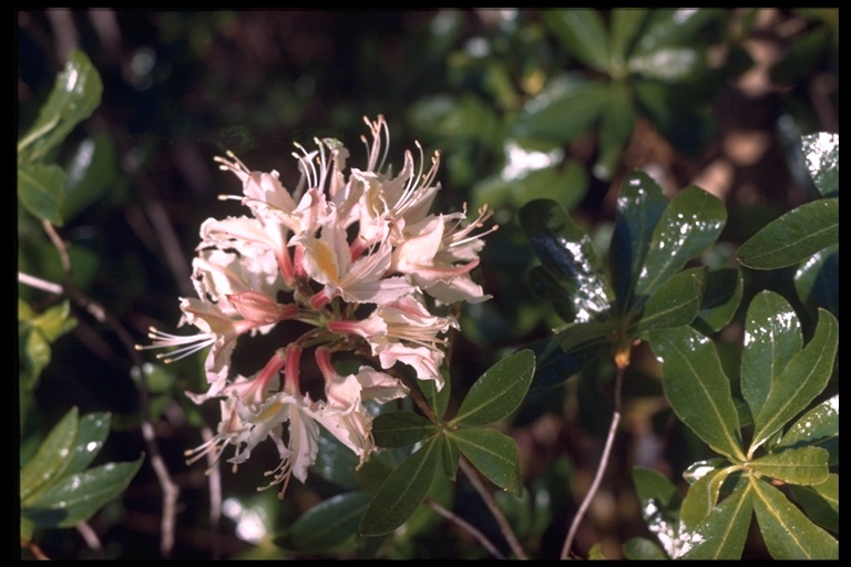 صورة Rhododendron occidentale (Torr. & Gray) A. Gray