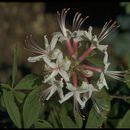 Image of Rhododendron periclymenoides (Michx.) Shinners