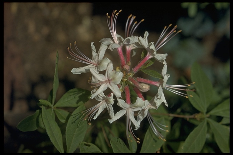 Image of pink azalea