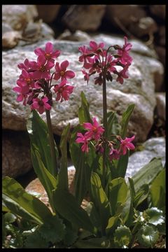 Primula parryi A. Gray resmi