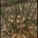 صورة Astragalus ceramicus Sheldon