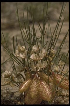 Sivun Astragalus ceramicus Sheldon kuva