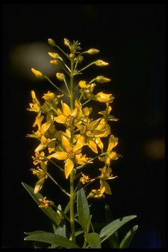 Image of earth loosestrife