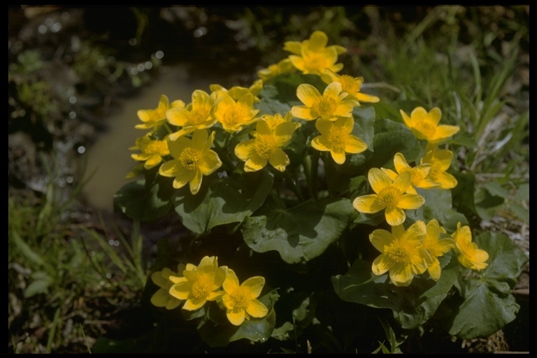 Image of Marsh-marigold