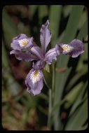 Image of Douglas iris