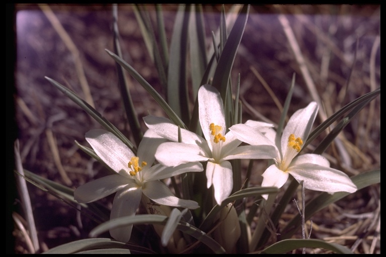 Image of common starlily