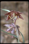 Image of spotted fritillary